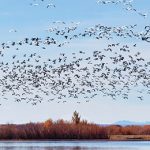 A flock of birds migrate over a lake.