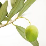 Olive branch.