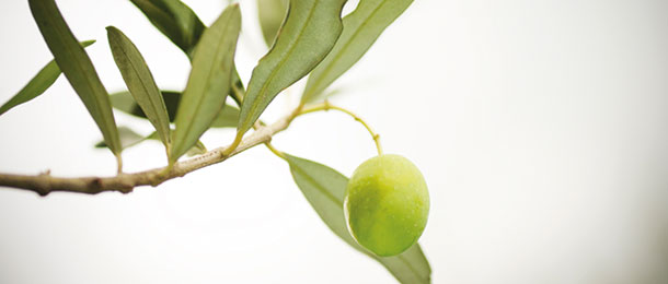 Olive branch.